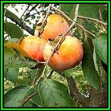 Diospyros virginiana Seeds - American persimmon Tree or Shrub, Edible Fruit, NEW