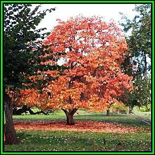 Diospyros virginiana Seeds - American persimmon Tree or Shrub, Edible Fruit, NEW