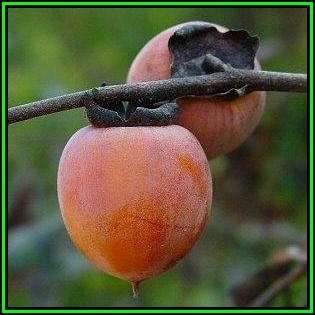 Diospyros virginiana Seeds - American persimmon Tree or Shrub, Edible Fruit, NEW