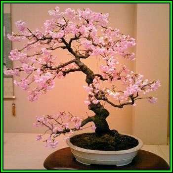Dream Catcher, Beauty Bush or Pink Cloud 10 Seed Pack - Kolkwitzia amabilis Bonsai Seeds Frost Hardy
