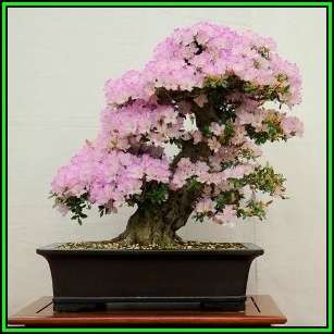Dream Catcher, Beauty Bush or Pink Cloud Seeds - Kolkwitzia amabilis Bonsai Seeds Frost Hardy