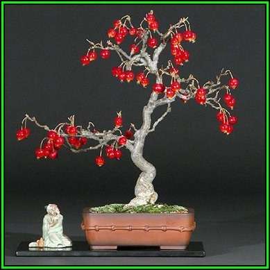 Malus sargentii - Sargent Crabapple Bonsai - 5 Seeds + FREE Gifts Seeds + Bonsai eBook, NEW