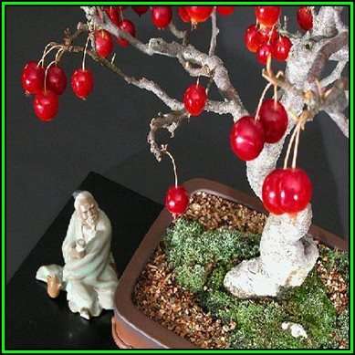 Malus sargentii - Sargent Crabapple Bonsai - 5 Seeds + FREE Gifts Seeds + Bonsai eBook, NEW