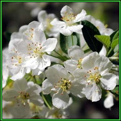 Malus sargentii - 5 Seeds - Sargent Crabapple - Exotic Frost Hardy Flowering Shrub, NEW