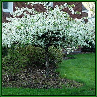 Malus sargentii - 5 Seeds - Sargent Crabapple - Exotic Frost Hardy Flowering Shrub, NEW