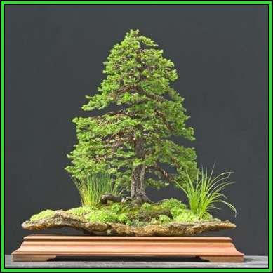 Picea jezoensis - Jezo Spruce Bonsai - 10 Seeds + FREE Gifts Seeds + Bonsai eBook, NEW