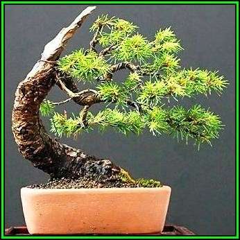 Picea jezoensis - Jezo Spruce Bonsai - 10 Seeds + FREE Gifts Seeds + Bonsai eBook, NEW