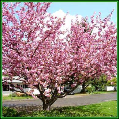 Prunus serrulata - Japanese Flowering Cherry - 5 Seeds - Tree or Shrub, NEW