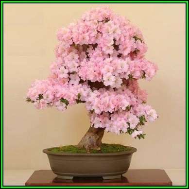 Rhododendron schlippenbachii - Royal Azalea Bonsai - 20 Seeds + FREE Gifts Seeds + Bonsai eBook, NEW