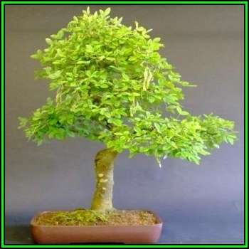 Laburnum anagyroides - Goldenchain Tree Bonsai - 10 Seeds + FREE Gifts Seeds + Bonsai eBook, NEW