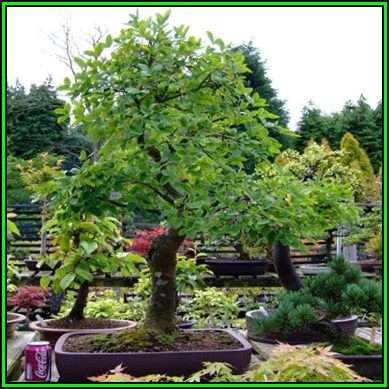 Laburnum anagyroides - Goldenchain Tree Bonsai - 10 Seeds + FREE Gifts Seeds + Bonsai eBook, NEW