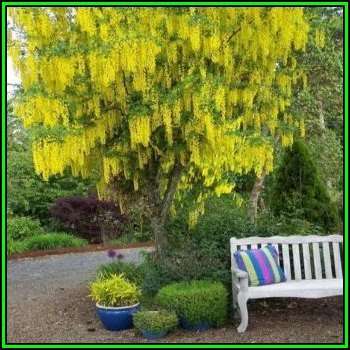 Laburnum anagyroides - 10 Seeds - Goldenchain Tree or Goldenchain Tree or Shrub, NEW