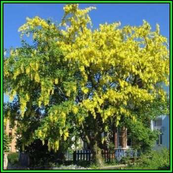 Laburnum anagyroides - 10 Seeds - Goldenchain Tree or Goldenchain Tree or Shrub, NEW