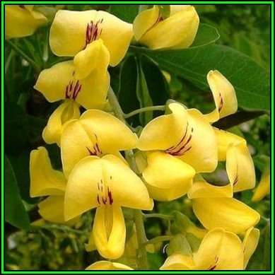 Laburnum anagyroides - 10 Seeds - Goldenchain Tree or Goldenchain Tree or Shrub, NEW