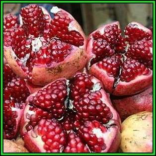 Pomegranate - Punica granatum Seeds - Edible Fruit - Tree or Shrub - New