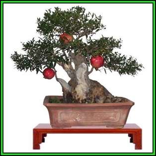 Punica granatum var. nana - Dwarf Pomegranate Bonsai - 10 Seeds + Bonsai eBook, NEW