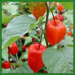 Physalis alkekengi v franchetii - Exotic - Strawberry Ground Cherry Seeds - New