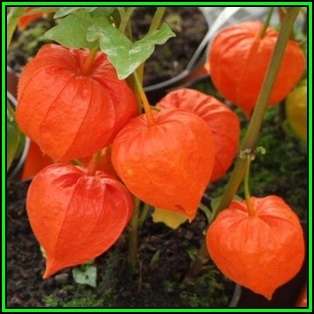 Physalis alkekengi v franchetii - Exotic - Strawberry Ground Cherry Seeds - New