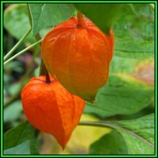 Physalis alkekengi v franchetii - Exotic - Strawberry Ground Cherry Seeds - New