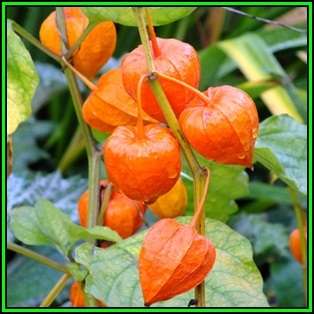 Physalis alkekengi v franchetii - Exotic - Strawberry Ground Cherry Seeds - New