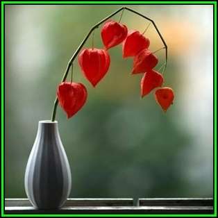 Physalis alkekengi v franchetii - Exotic - Strawberry Ground Cherry Seeds - New