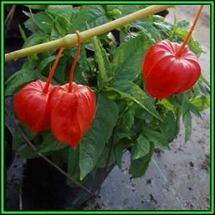 Physalis alkekengi v franchetii - Exotic - Strawberry Ground Cherry Seeds - New