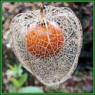 Physalis alkekengi v franchetii - Exotic - Strawberry Ground Cherry Seeds - New