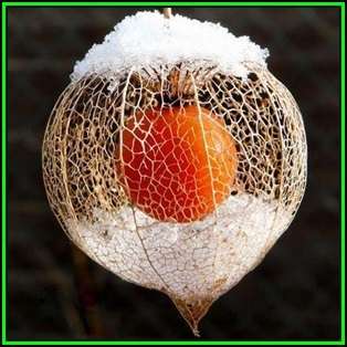 Physalis alkekengi v franchetii - Exotic - Strawberry Ground Cherry Seeds - New