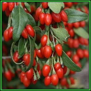 Goji Berry, Wolf Berry - Lycium chinense - 20 Seed Pack - Exotic Edible Fruit Shrub