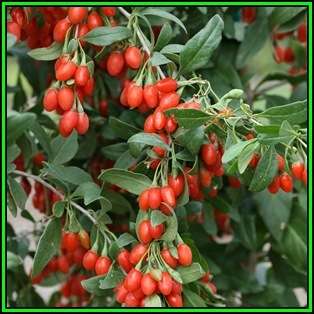 Goji Berry, Wolf Berry - Lycium chinense - 20 Seed Pack - Exotic Edible Fruit Shrub