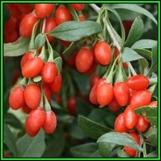 Goji Berry, Wolf Berry - Lycium chinense - 20 Seed Pack - Exotic Edible Fruit Shrub