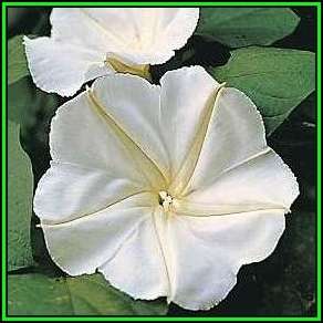 5 Moonflower - Ipomoea noctiflora Ipomoea alba Seeds - Scented Night-Flowering Perennial Vine - New