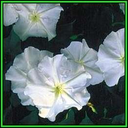 5 Moonflower - Ipomoea noctiflora Ipomoea alba Seeds - Scented Night-Flowering Perennial Vine - New