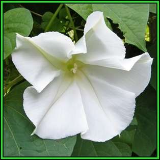 5 Moonflower - Ipomoea noctiflora Ipomoea alba Seeds - Scented Night-Flowering Perennial Vine - New