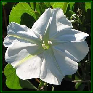 5 Moonflower - Ipomoea noctiflora Ipomoea alba Seeds - Scented Night-Flowering Perennial Vine - New