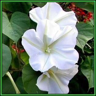 5 Moonflower - Ipomoea noctiflora Ipomoea alba Seeds - Scented Night-Flowering Perennial Vine - New