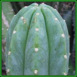10 San Pedro Cactus Seeds - Trichocereus pachanoi Seeds - Ethnobotanical - New