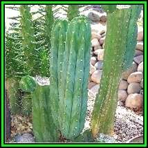 10 San Pedro Cactus Seeds - Trichocereus pachanoi Seeds - Ethnobotanical - New