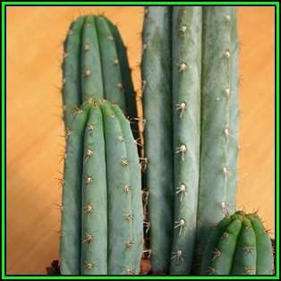 10 San Pedro Cactus Seeds - Trichocereus pachanoi Seeds - Ethnobotanical - New