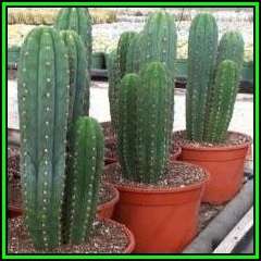 10 San Pedro Cactus Seeds - Trichocereus pachanoi Seeds - Ethnobotanical - New