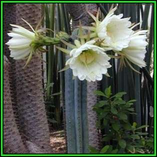10 San Pedro Cactus Seeds - Trichocereus pachanoi Seeds - Ethnobotanical - New