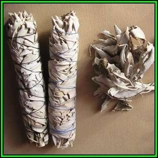 Salvia apiana - White Sage, Bee Sage, or Sacred Sage - 20 Seed Pack - Ethnobotanical - New