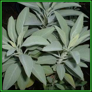 Salvia apiana - White Sage, Bee Sage, or Sacred Sage - 20 Seed Pack - Ethnobotanical - New