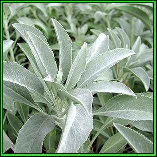 Salvia apiana - White Sage, Bee Sage, or Sacred Sage - 20 Seed Pack - Ethnobotanical - New