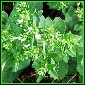 Stevia rebaudiana - Organic Non GMO Seeds- 300 X Sweeter than Sugar, NEW