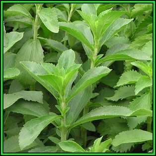 Stevia rebaudiana - Organic Non GMO Seeds- 300 X Sweeter than Sugar, NEW