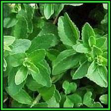 Stevia rebaudiana - Organic Non GMO Seeds- 300 X Sweeter than Sugar, NEW