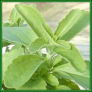 Stevia rebaudiana - Organic Non GMO Seeds- 300 X Sweeter than Sugar, NEW