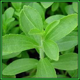 Stevia rebaudiana - Organic Non GMO Seeds- 300 X Sweeter than Sugar, NEW