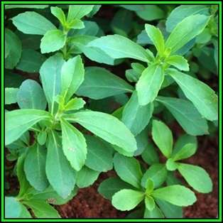 Stevia rebaudiana - Organic Non GMO Seeds- 300 X Sweeter than Sugar, NEW